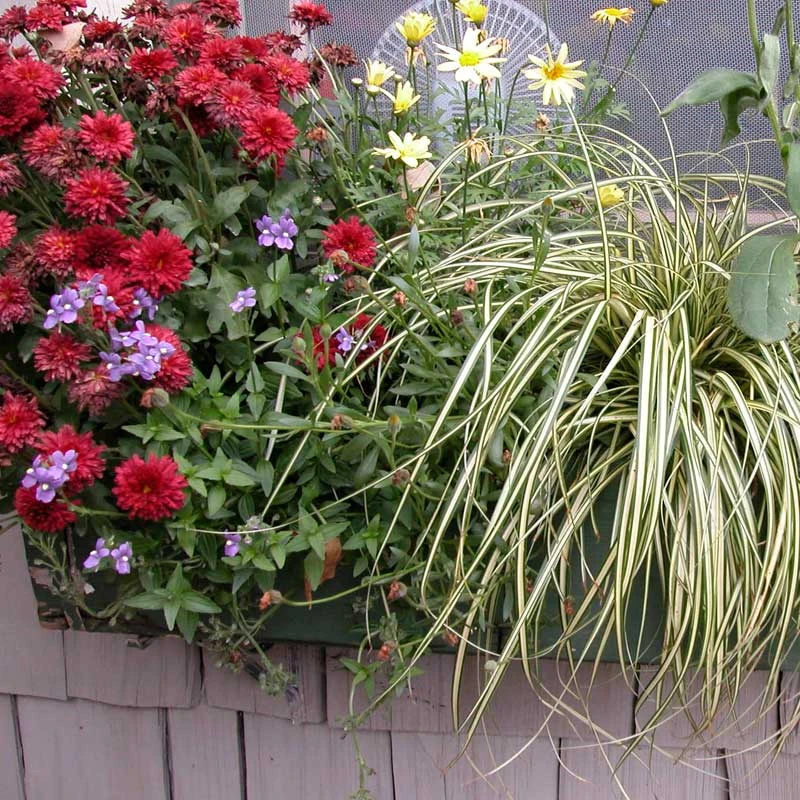 'Evergold' Sedge - Image 3