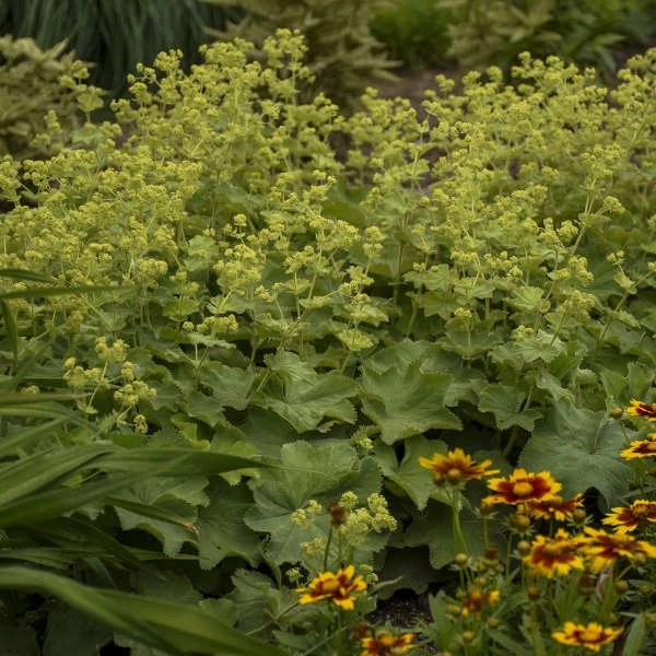 Lady's Mantle - Image 4