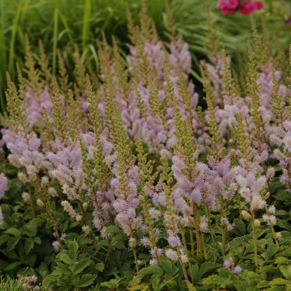 Dwarf Chinese Astilbe - Image 5