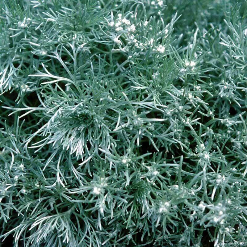 'Silver Mound' Wormwood - Image 4