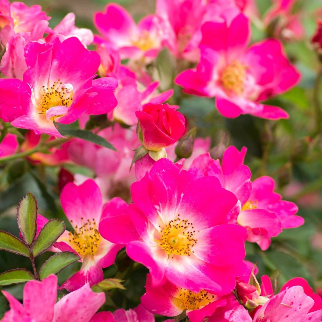 Pink Drift® Rose - Image 2