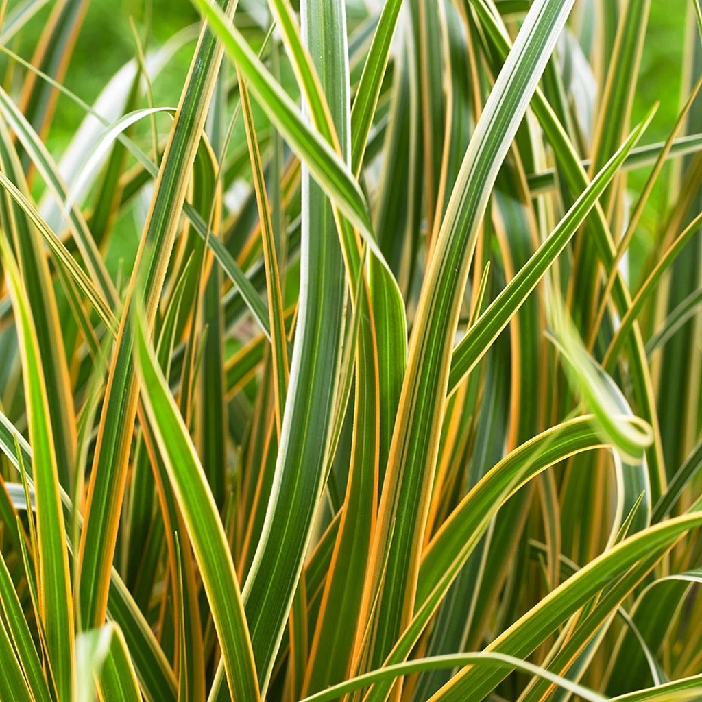 EverColorĀ® 'Everglow' Sedge