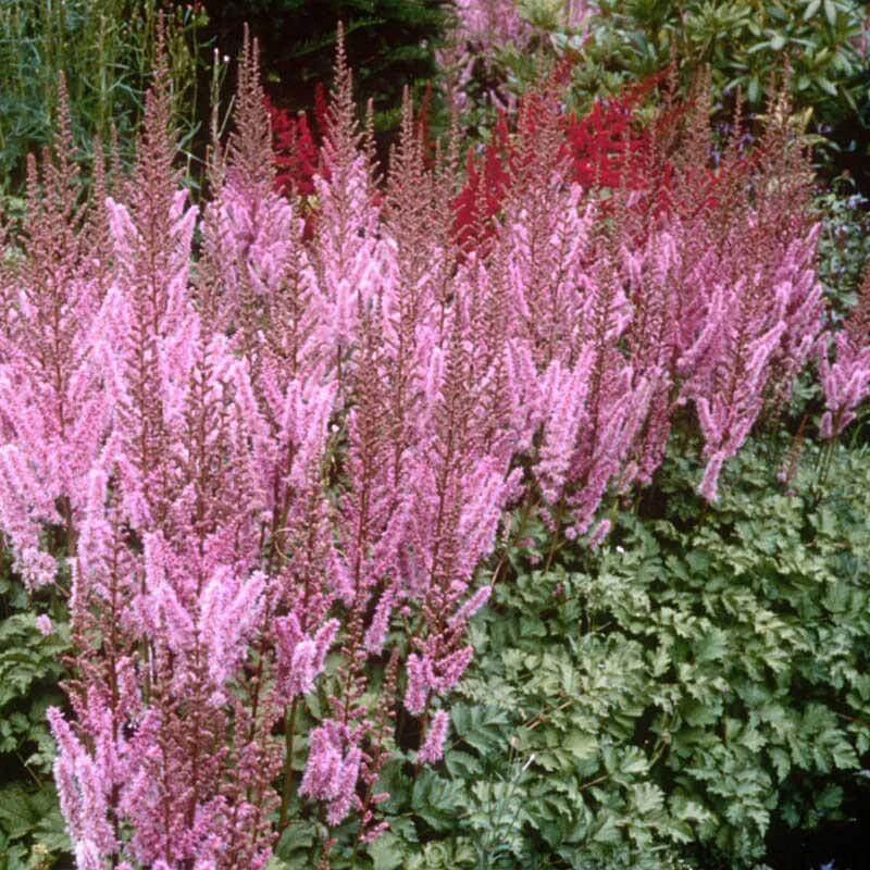 Dwarf Chinese Astilbe - Image 3