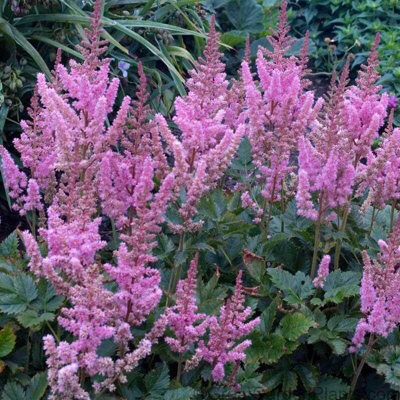 Dwarf Chinese Astilbe