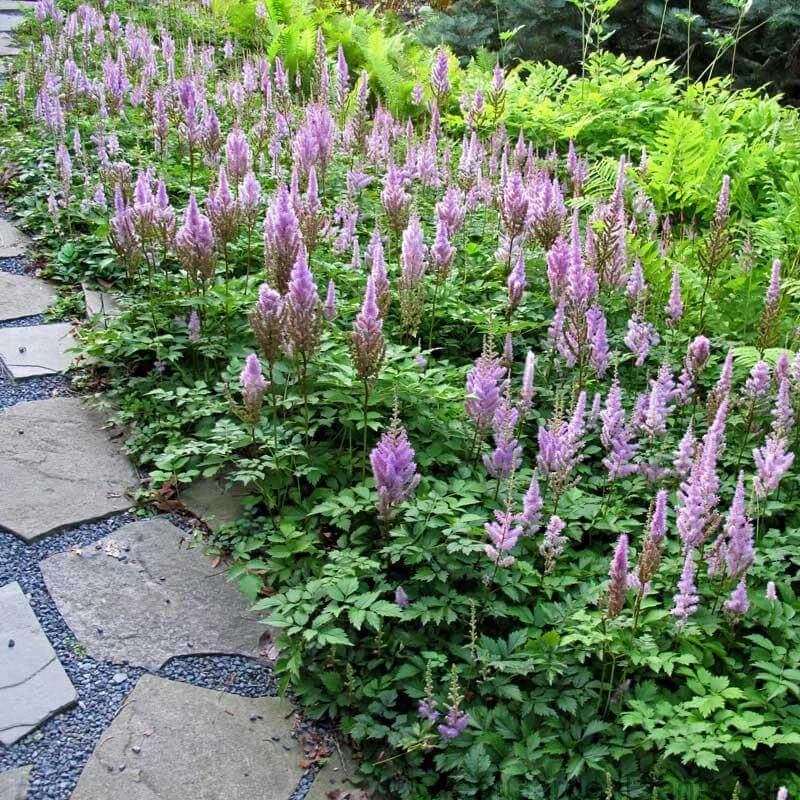 Dwarf Chinese Astilbe - Image 2