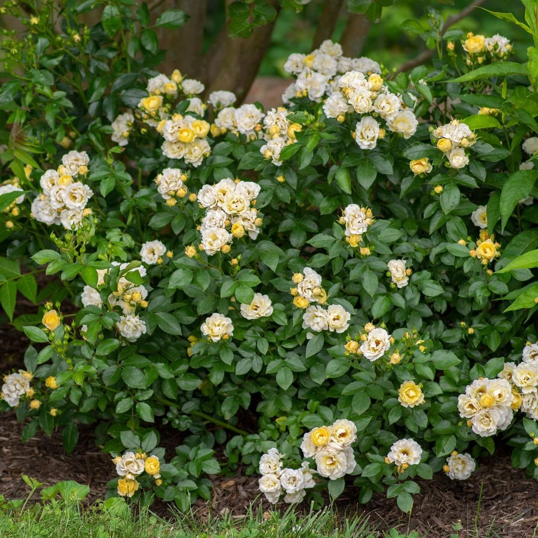 Popcorn Drift® Rose - Image 3