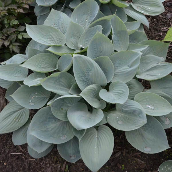'Prairie Sky' Hosta - Image 3
