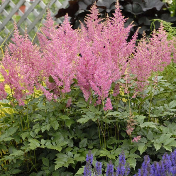 Pink Astilbe - Image 2