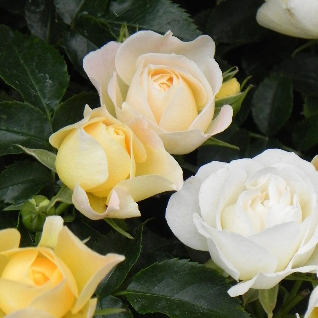 Popcorn Drift® Rose - Image 4