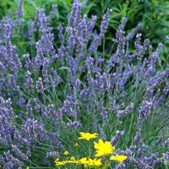 'Grosso' Lavender