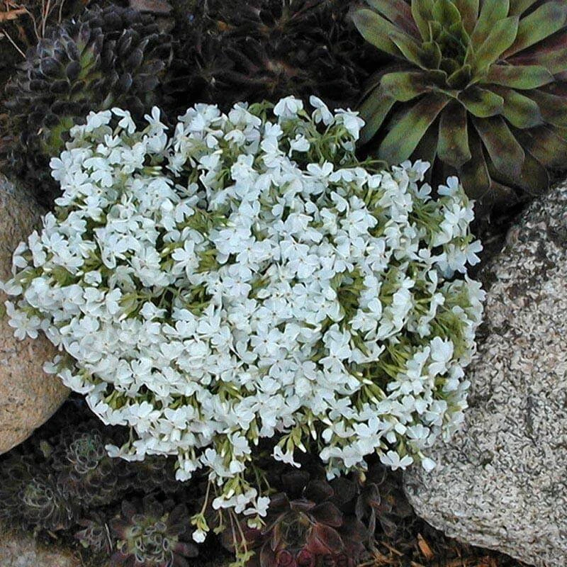 'Snowflake' Creeping Phlox