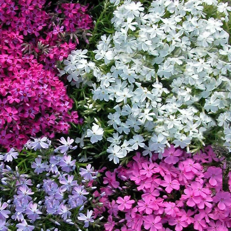 'Snowflake' Creeping Phlox - Image 2