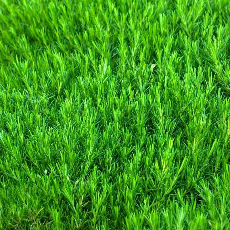 'Snowflake' Creeping Phlox - Image 3