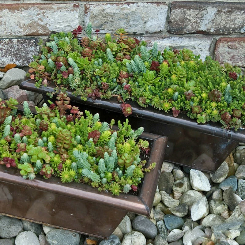 SedumSod® Mini Mats - Image 2