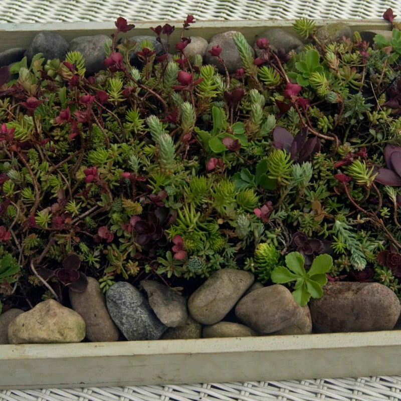 SedumSod® Mini Mats - Image 3