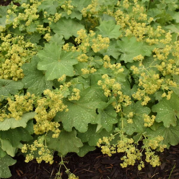 Lady's Mantle - Image 5