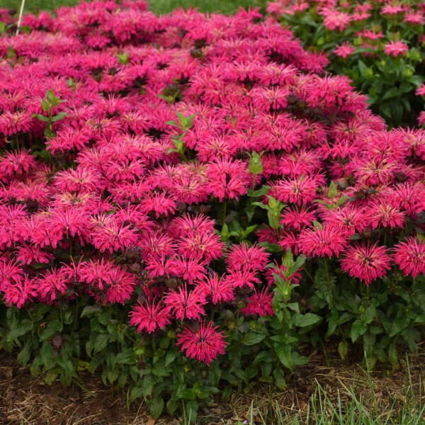 'Leading Lady Razzberry' Bee Balm - Image 2