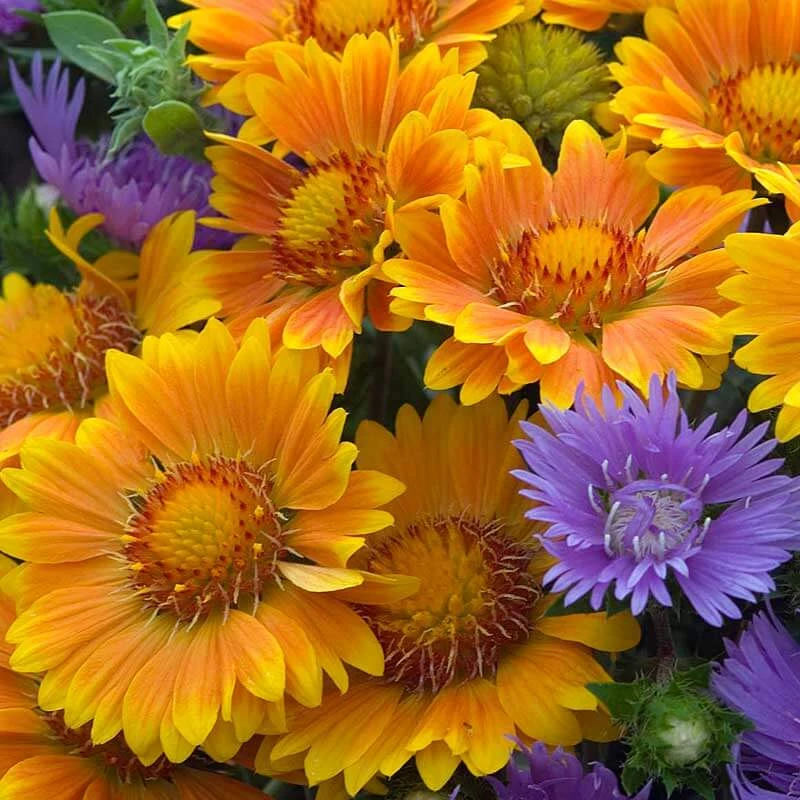 'Arizona Apricot' Blanket Flower - Image 3