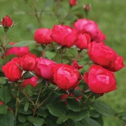 Oso Easy Double Red® Rose