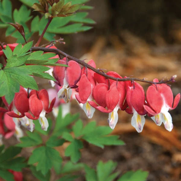 ValentineĀ® Bleeding Heart - Image 2