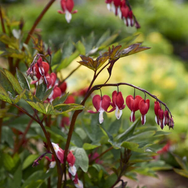 ValentineĀ® Bleeding Heart