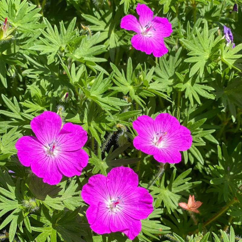 'Max Frei' Bloody Cranesbill - Image 3