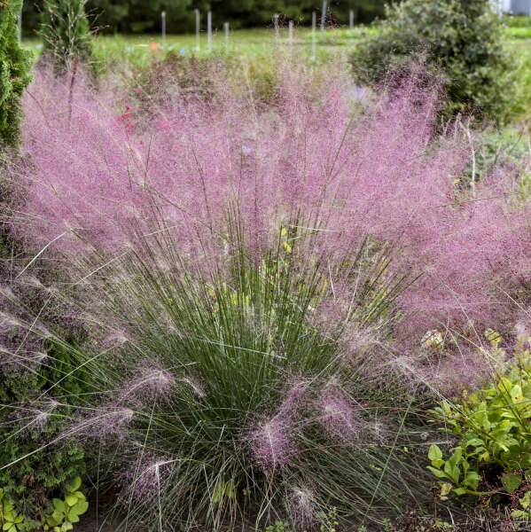 'Undaunted' Muhlygrass - Image 2