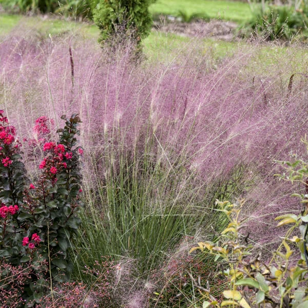 'Undaunted' Muhlygrass - Image 3