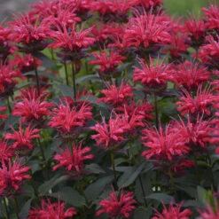 Upscale⢠'Red Velvet' Bee Balm