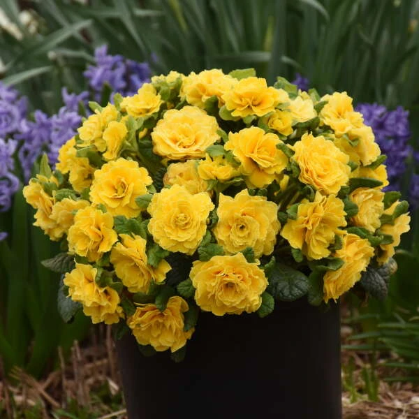 Prima Belarina® 'Spring Sun' Primrose - Image 2