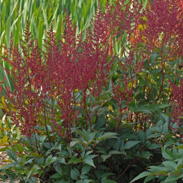 'Montgomery' Astilbe - Image 2