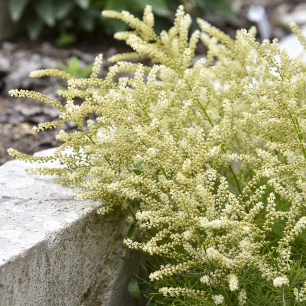 'Fairy Hair' Goatsbeard - Image 2