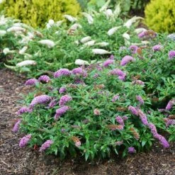 Pugster PeriwinkleĀ® Butterfly Bush