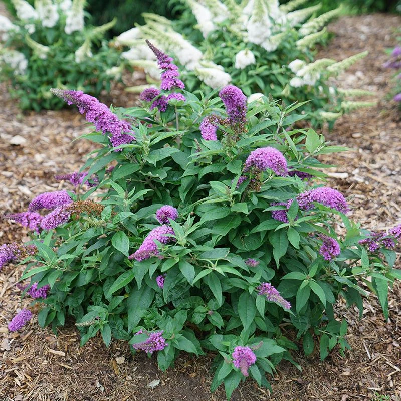 Pugster Periwinkle® Butterfly Bush - Image 2