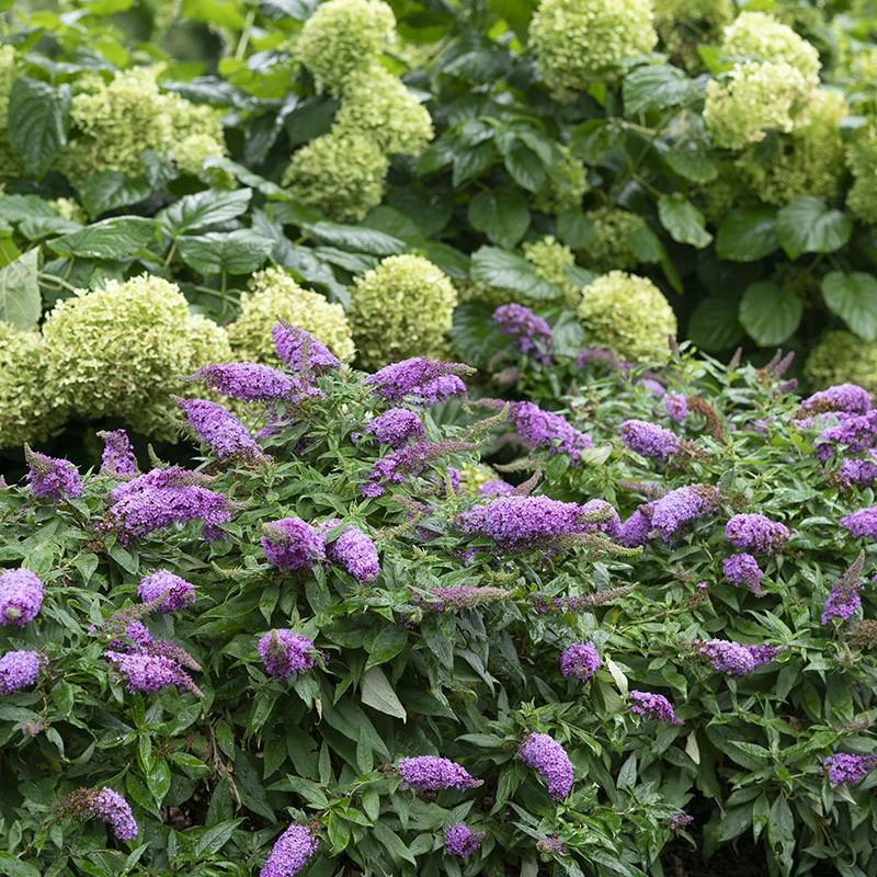 Pugster Periwinkle® Butterfly Bush - Image 3