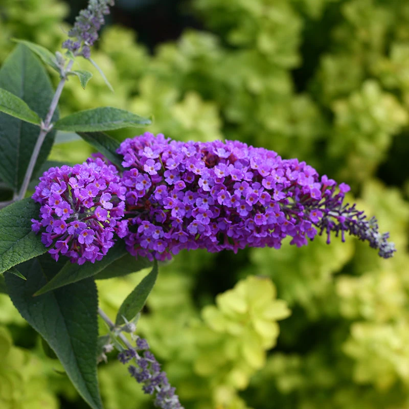 Lo & Behold® 'Purple Haze' Butterfly Bush
