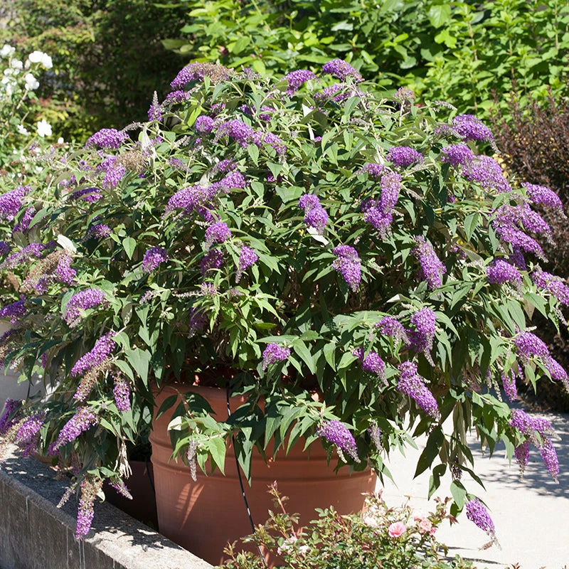 Lo & Behold® 'Purple Haze' Butterfly Bush - Image 3
