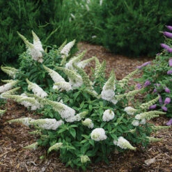 Pugster White® Butterfly Bush