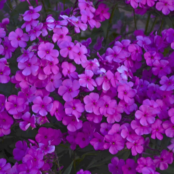 'Cloudburst' Tall Cushion Phlox - Image 2