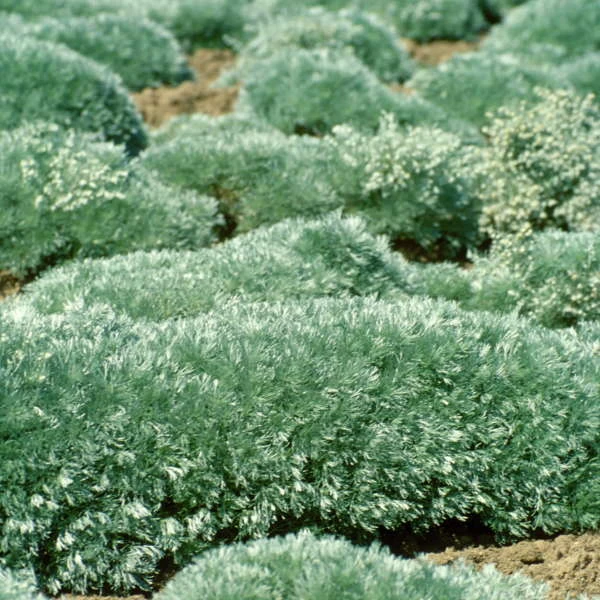 'Silver Mound' Wormwood - Image 5