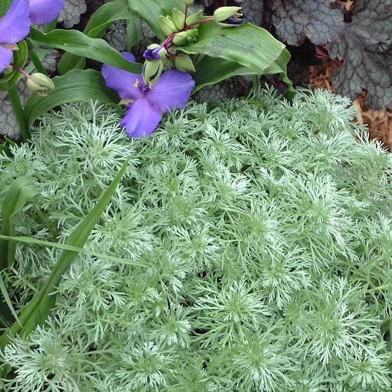 'Silver Mound' Wormwood - Image 2