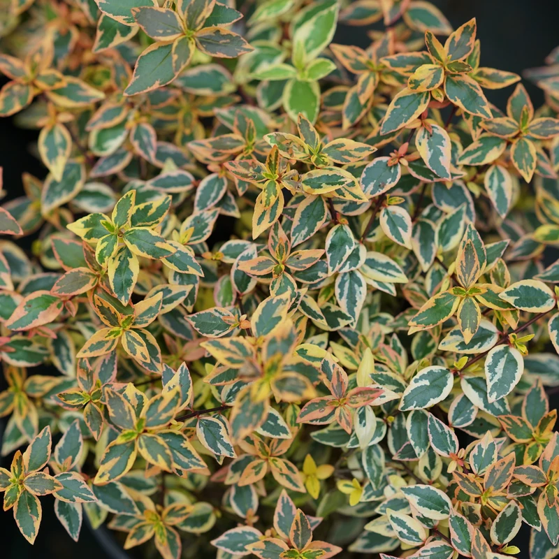 Tres Amigos™ Abelia - Image 2