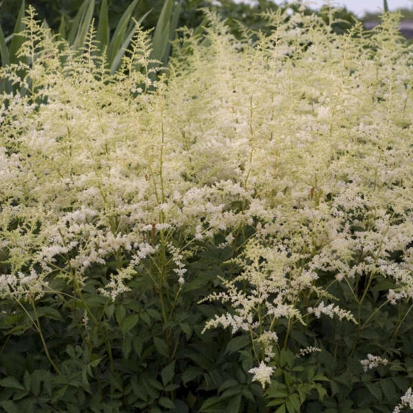 'Bridal Veil' Astilbe - Image 2