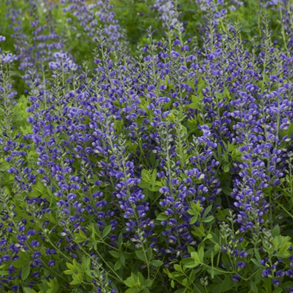 Decadence® 'Blueberry Sundae' False Indigo