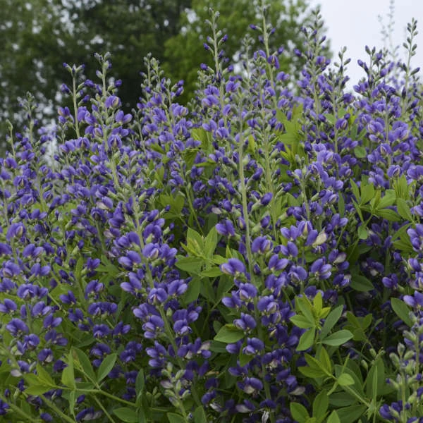 Decadence® 'Blueberry Sundae' False Indigo - Image 2