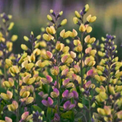 DecadenceĀ® 'Pink Lemonade' False Indigo