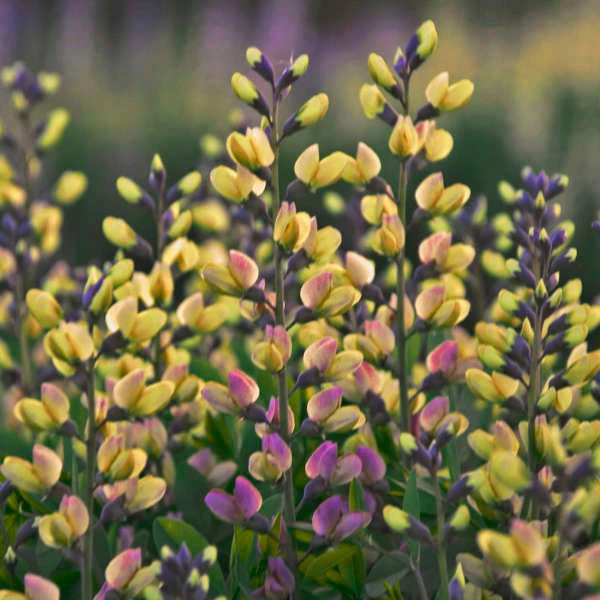DecadenceĀ® 'Pink Lemonade' False Indigo