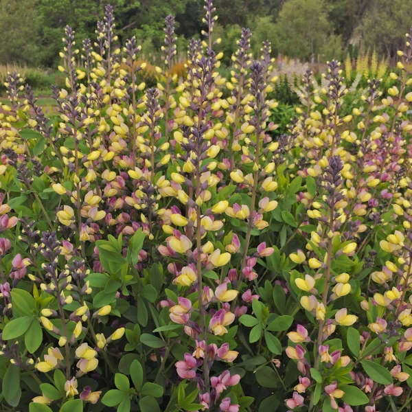 DecadenceĀ® 'Pink Lemonade' False Indigo - Image 3
