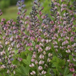 DecadenceĀ® 'Pink Truffles' False Indigo