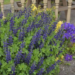 DecadenceĀ® 'Sparkling Sapphires' False Indigo